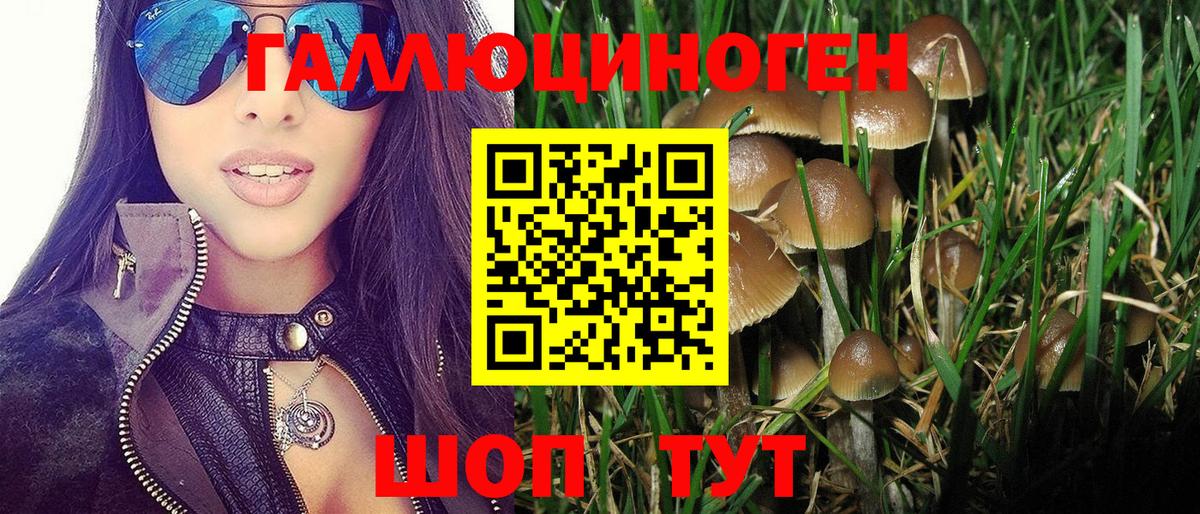Псилоцибиновые грибы Psilocybine cubensis Великий Новгород