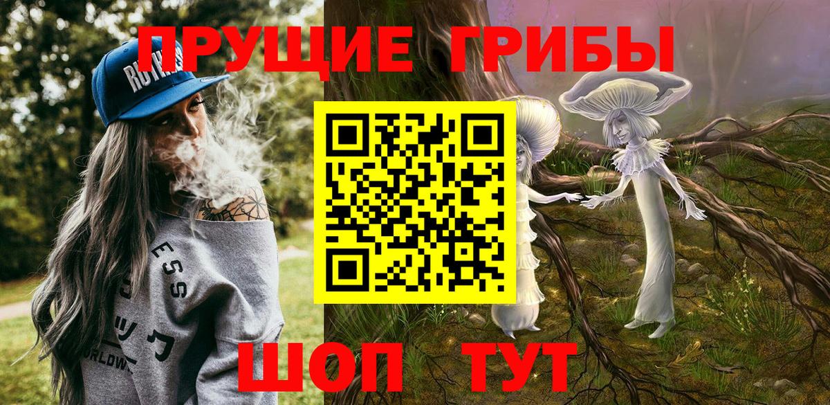 Псилоцибиновые грибы прущие грибы  Великий Новгород  Псилоцибиновые грибы Psilocybe 